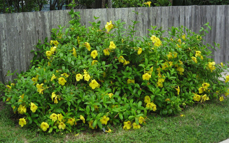 GARDEN CENTER FORT MYERS