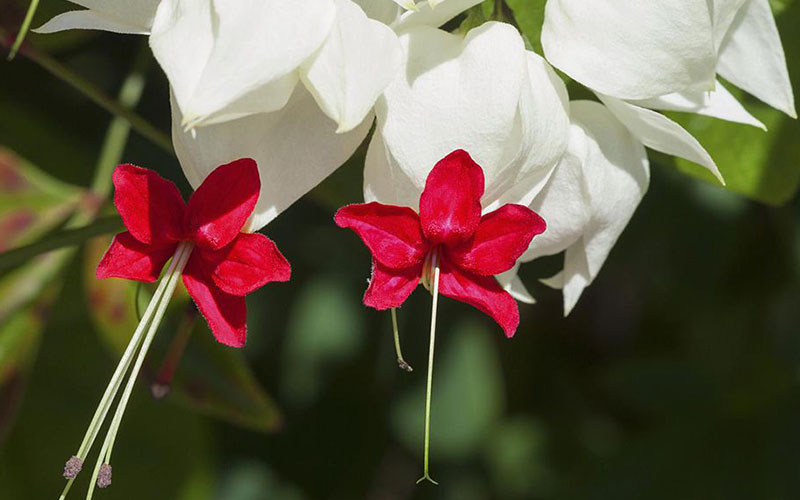 LANDSCAPERS FORT MYERS