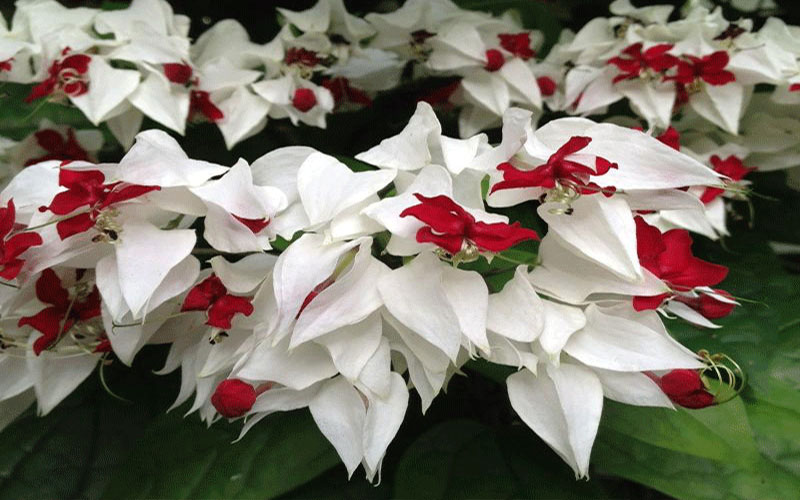 GARDEN CENTER FORT MYERS