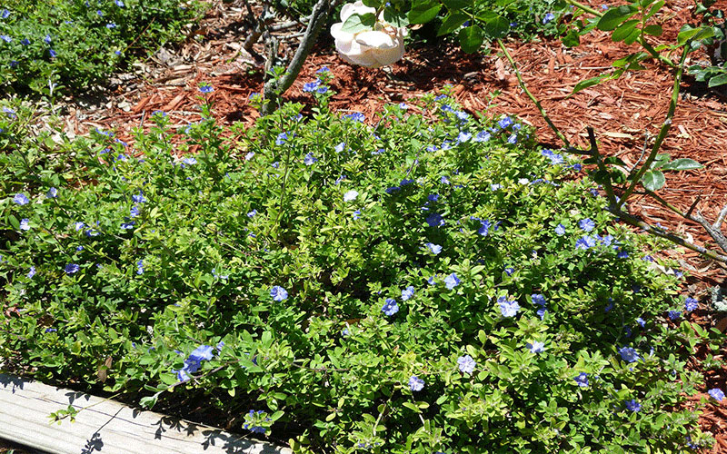 GARDEN CENTER FORT MYERS