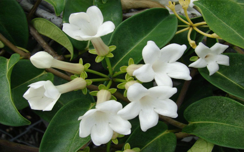 GARDEN CENTER FORT MYERS