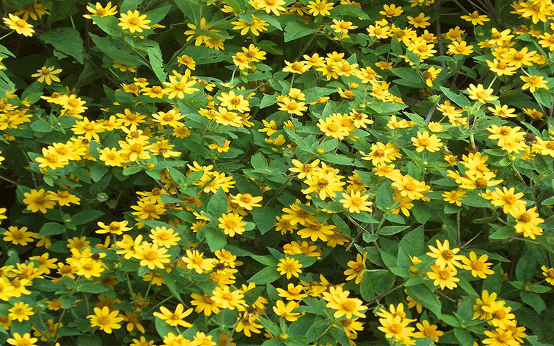 GARDEN CENTER FORT MYERS