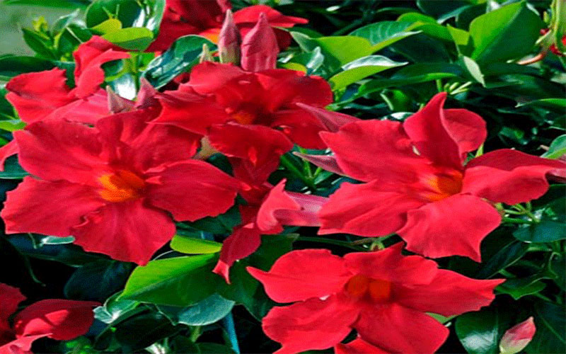 GARDEN CENTER FORT MYERS