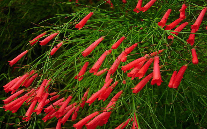 LANDSCAPERS FORT MYERS