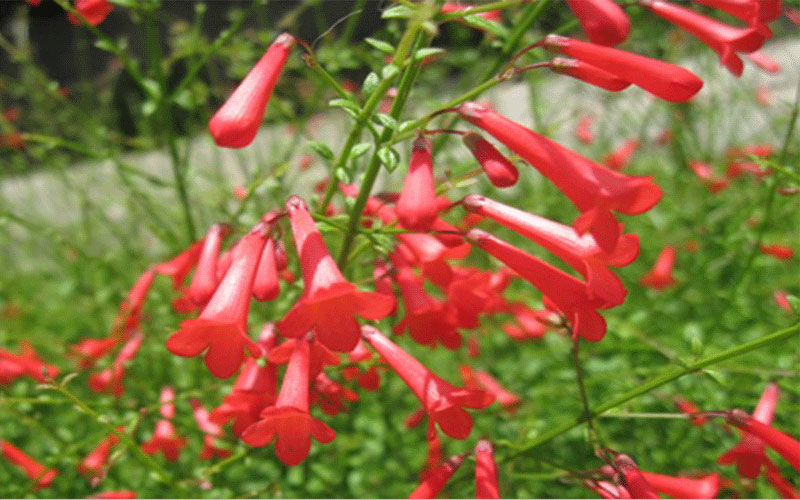 GARDEN CENTER FORT MYERS