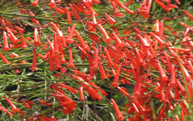 GARDEN CENTER FORT MYERS