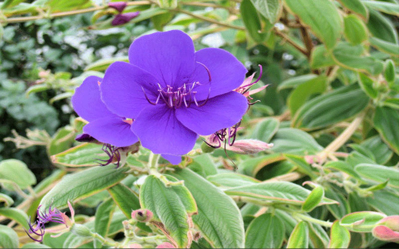 GARDEN CENTER FORT MYERS