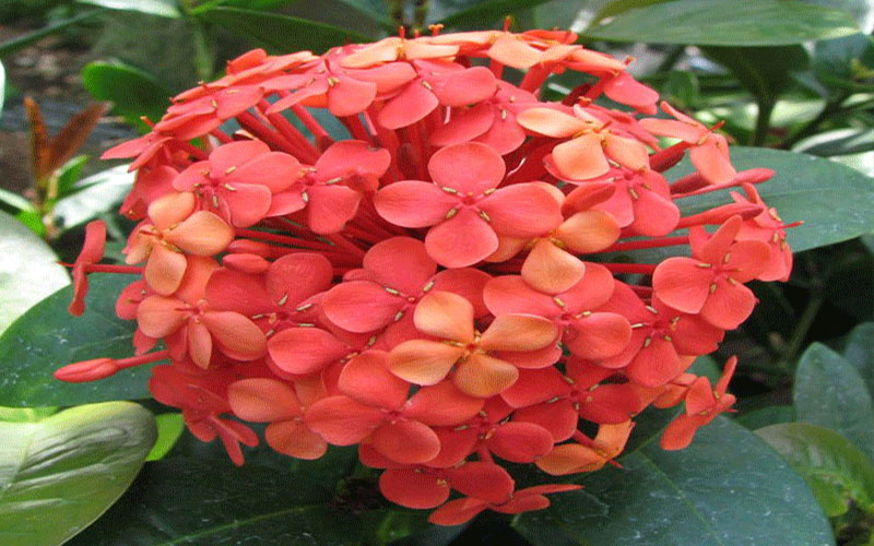 LANDSCAPERS FORT MYERS