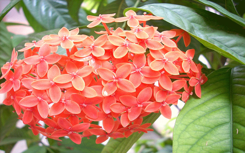 GARDEN CENTER FORT MYERS