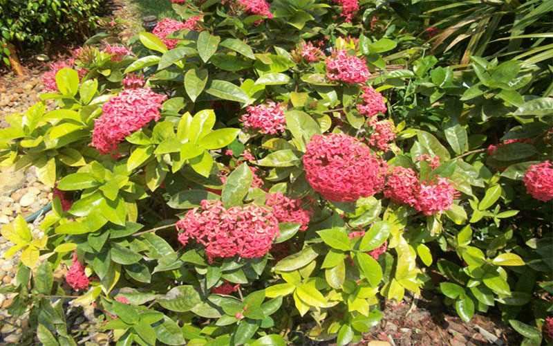 GARDEN CENTER FORT MYERS