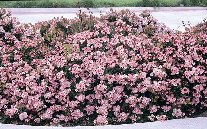 GARDEN CENTER FORT MYERS