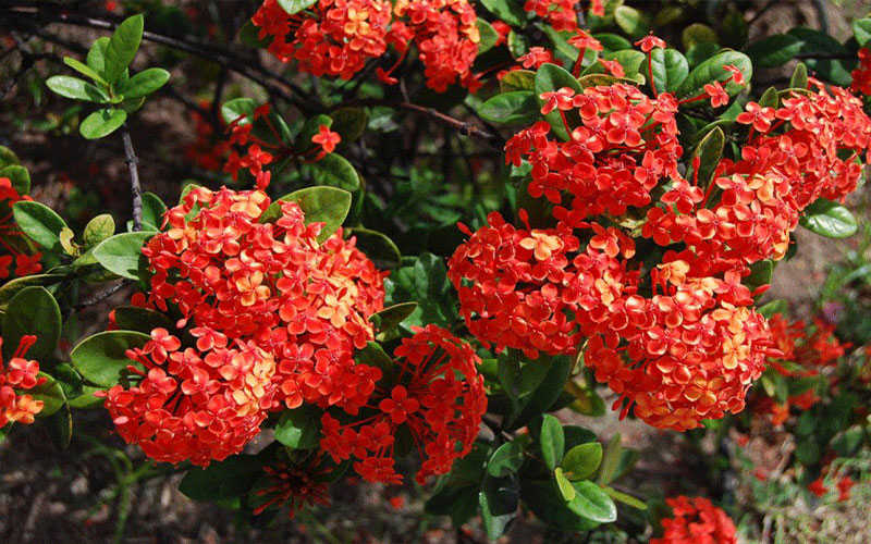 GARDEN CENTER FORT MYERS