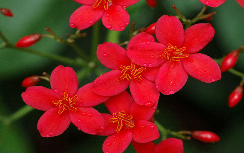 GARDEN CENTER FORT MYERS