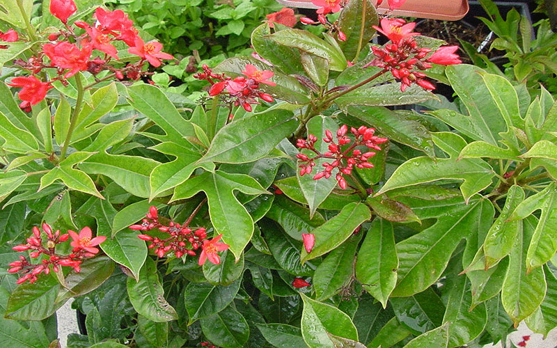 GARDEN CENTER FORT MYERS