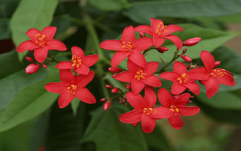 GARDEN CENTER FORT MYERS