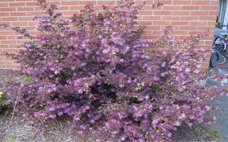 LANDSCAPERS FORT MYERS