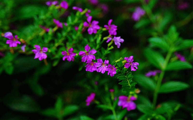 GARDEN CENTER FORT MYERS