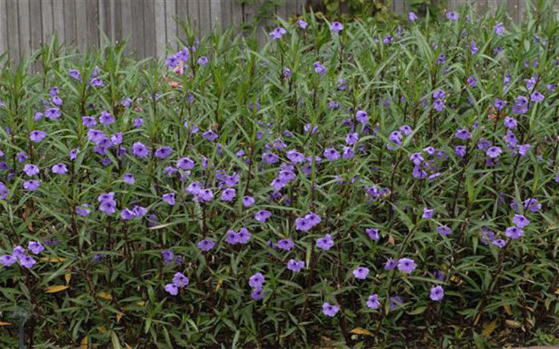 GARDEN CENTER FORT MYERS
