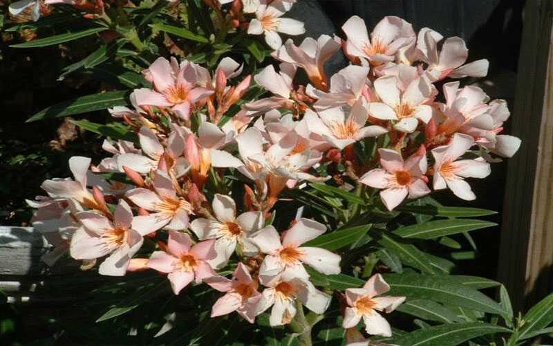 GARDEN CENTER FORT MYERS