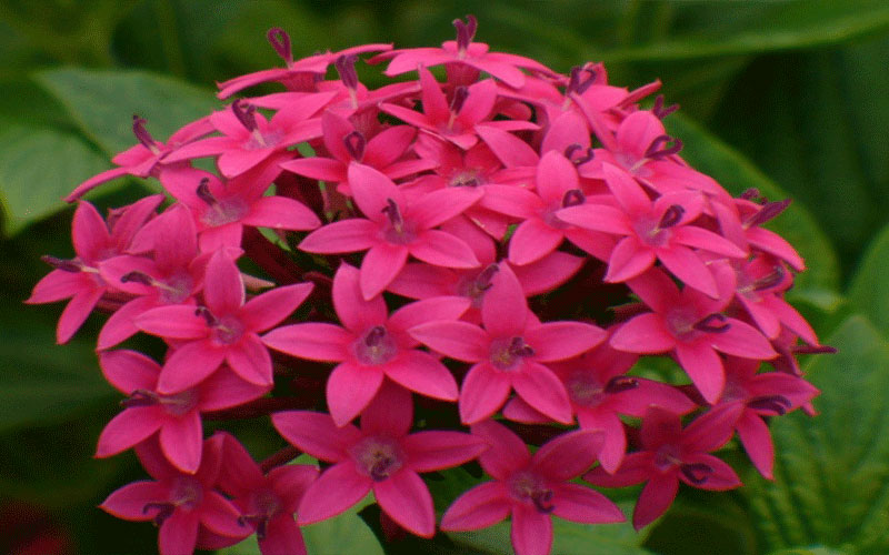 GARDEN CENTER FORT MYERS