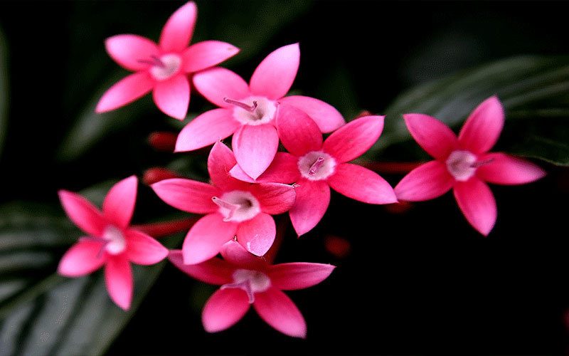 GARDEN CENTER FORT MYERS