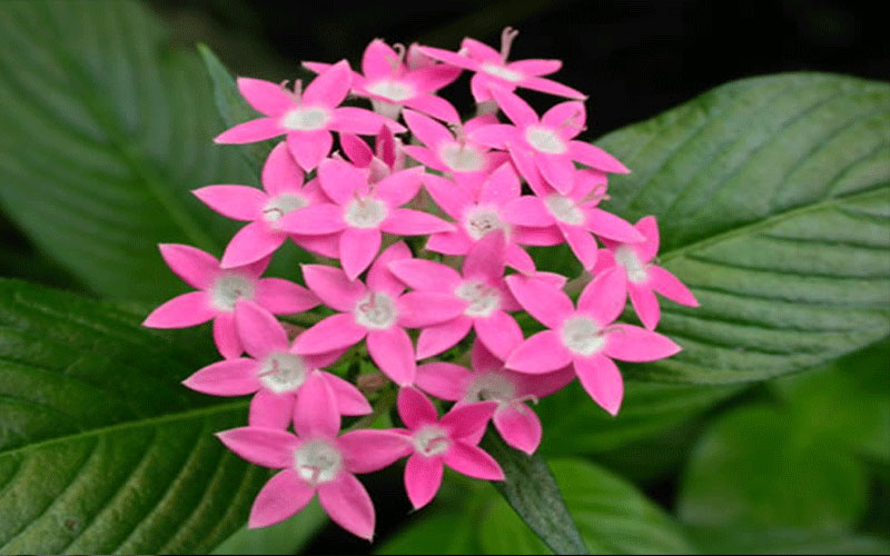 GARDEN CENTER FORT MYERS