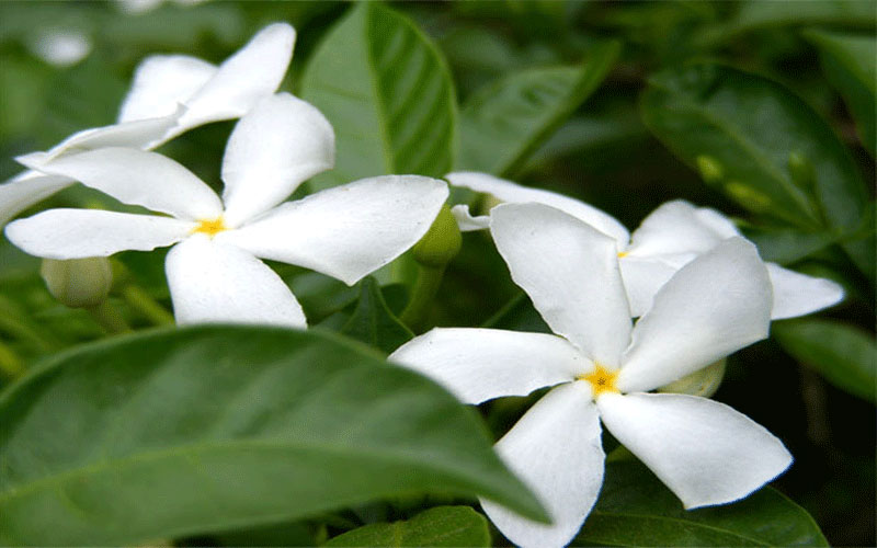 GARDEN CENTER FORT MYERS