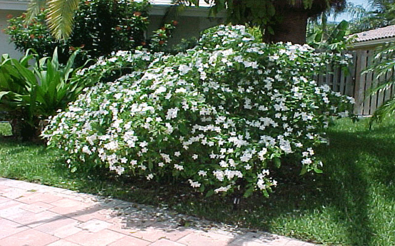 GARDEN CENTER FORT MYERS