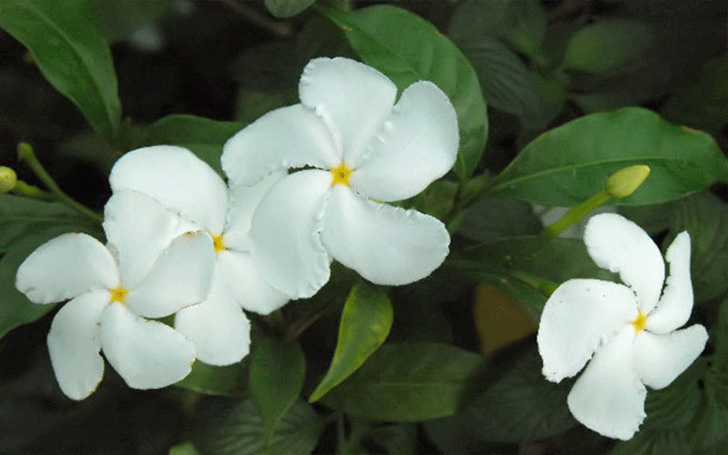 GARDEN CENTER FORT MYERS