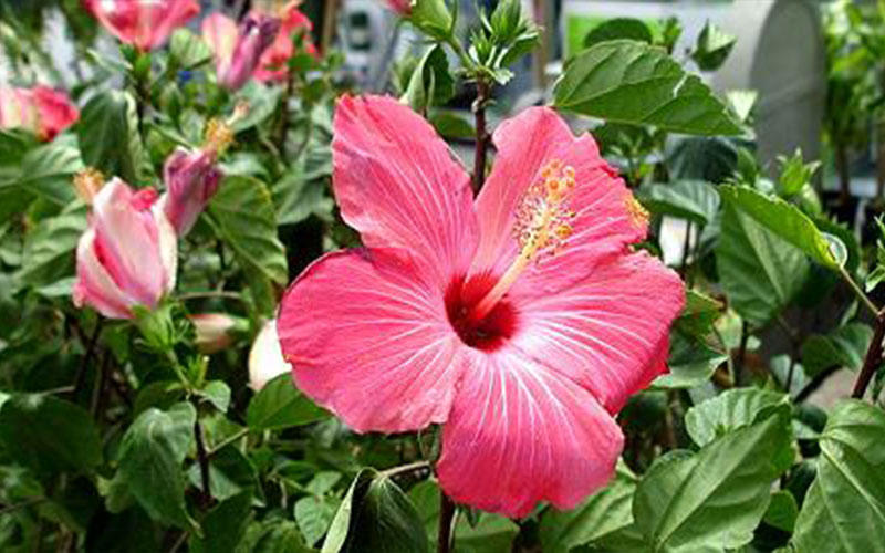 GARDEN CENTER FORT MYERS