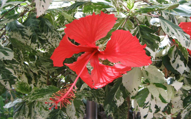 GARDEN CENTER FORT MYERS