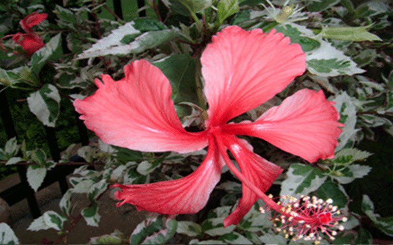 GARDEN CENTER FORT MYERS