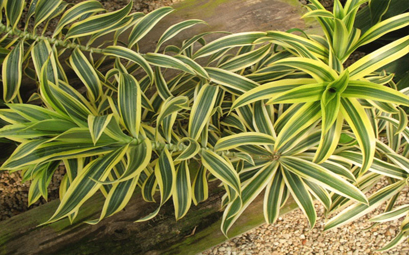 GARDEN CENTER FORT MYERS