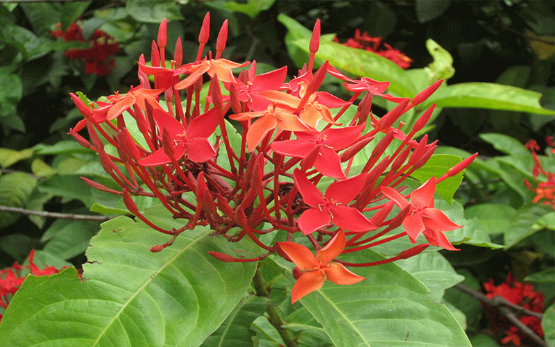 GARDEN CENTER FORT MYERS