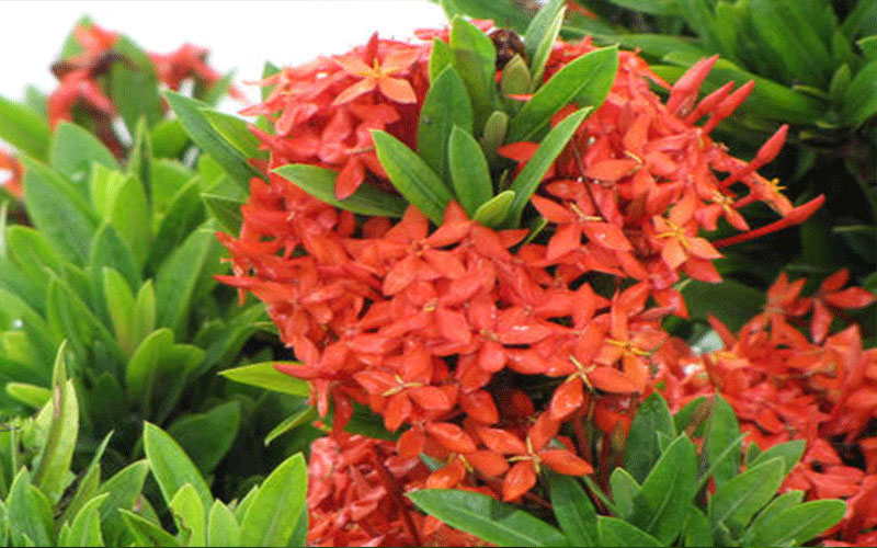 GARDEN CENTER FORT MYERS