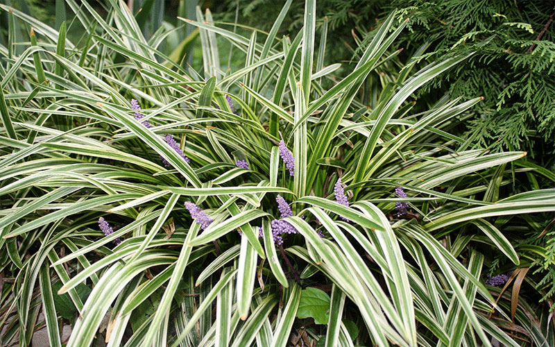 LANDSCAPERS FORT MYERS