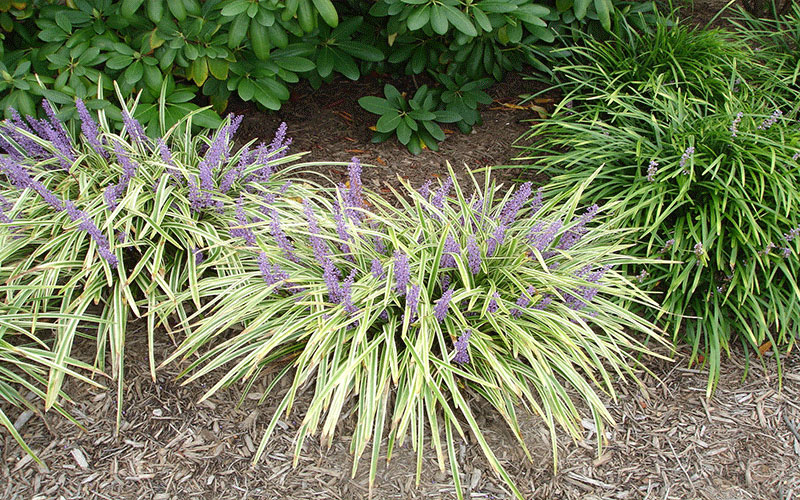 GARDEN CENTER FORT MYERS