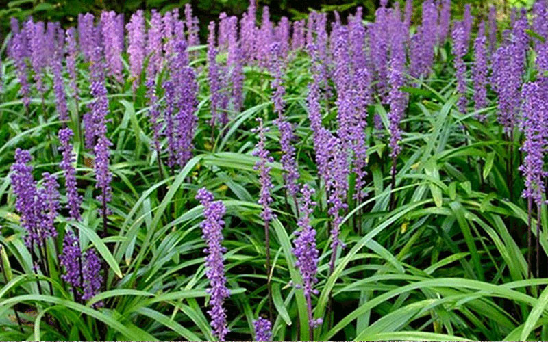 GARDEN CENTER FORT MYERS