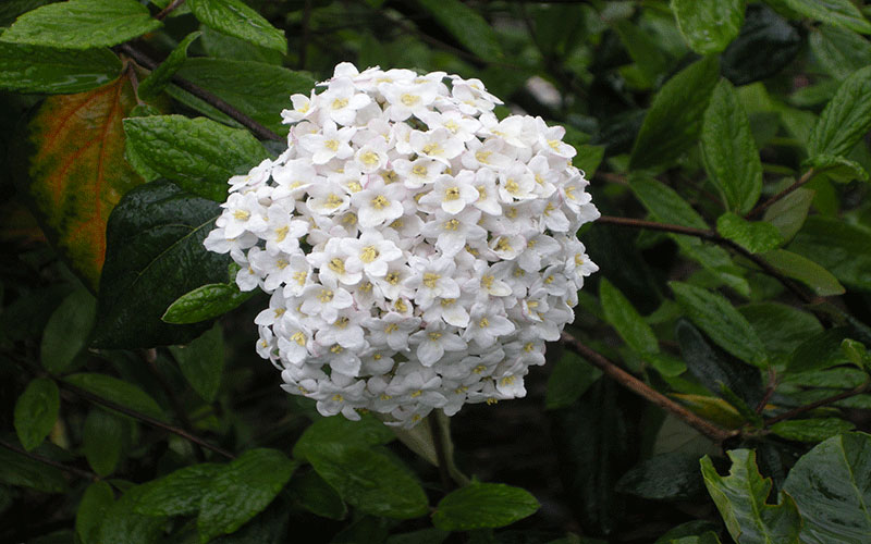 LANDSCAPERS FORT MYERS