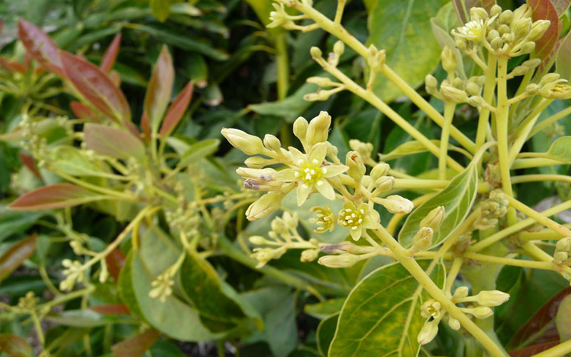 GARDEN CENTER FORT MYERS