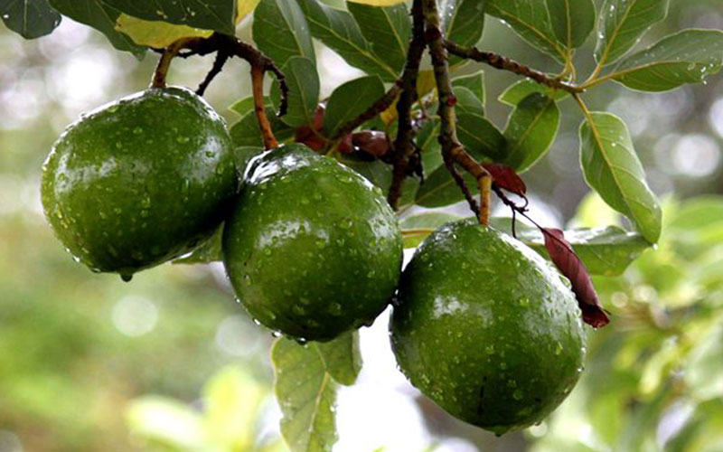 GARDEN CENTER FORT MYERS