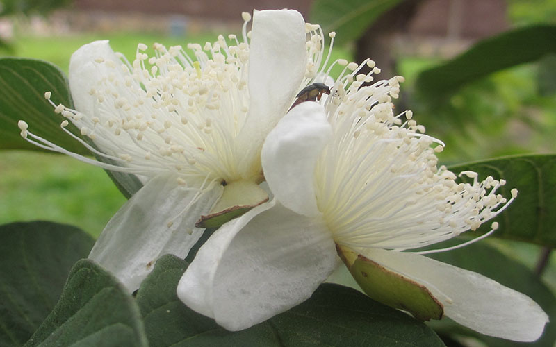 GARDEN CENTER FORT MYERS