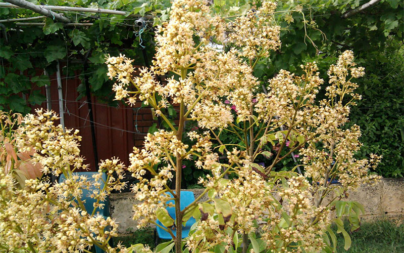 GARDEN CENTER FORT MYERS