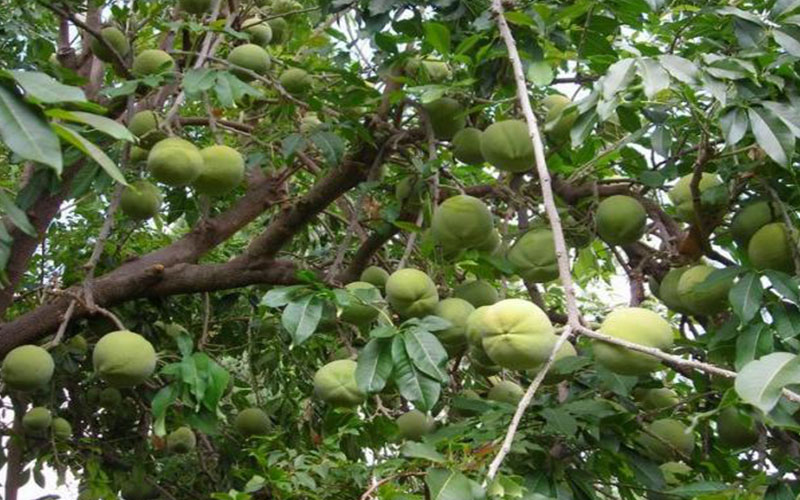 GARDEN CENTER FORT MYERS