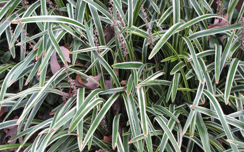 GARDEN CENTER FORT MYERS