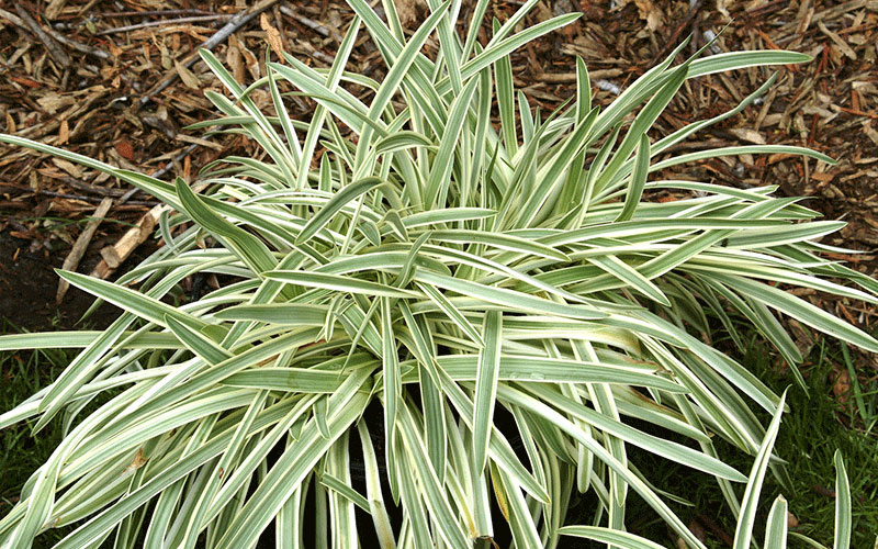 GARDEN CENTER FORT MYERS