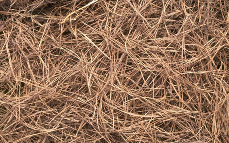 GARDEN CENTER FORT MYERS