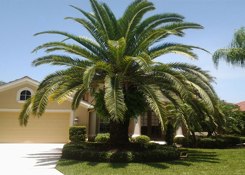 PALM TREE NURSERY FORT MYERS