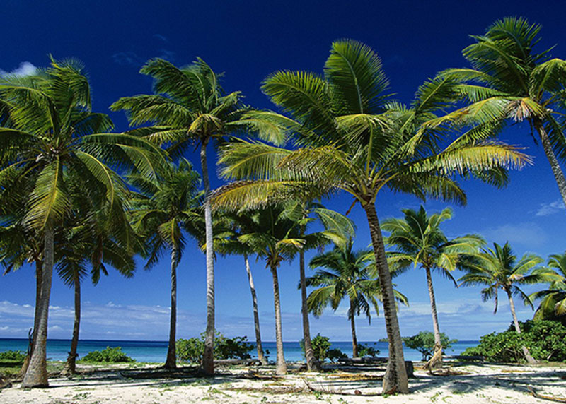 PALM TREE NURSERY FORT MYERS
