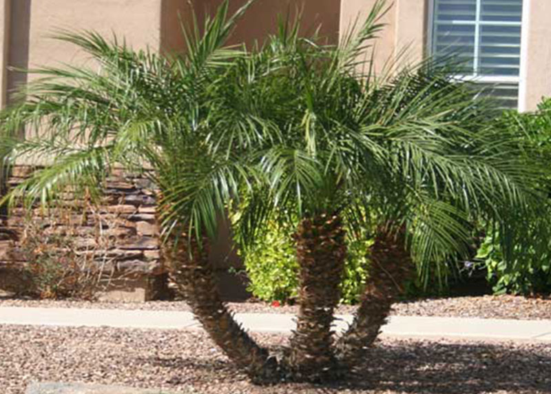 PALM TREE NURSERY FORT MYERS
